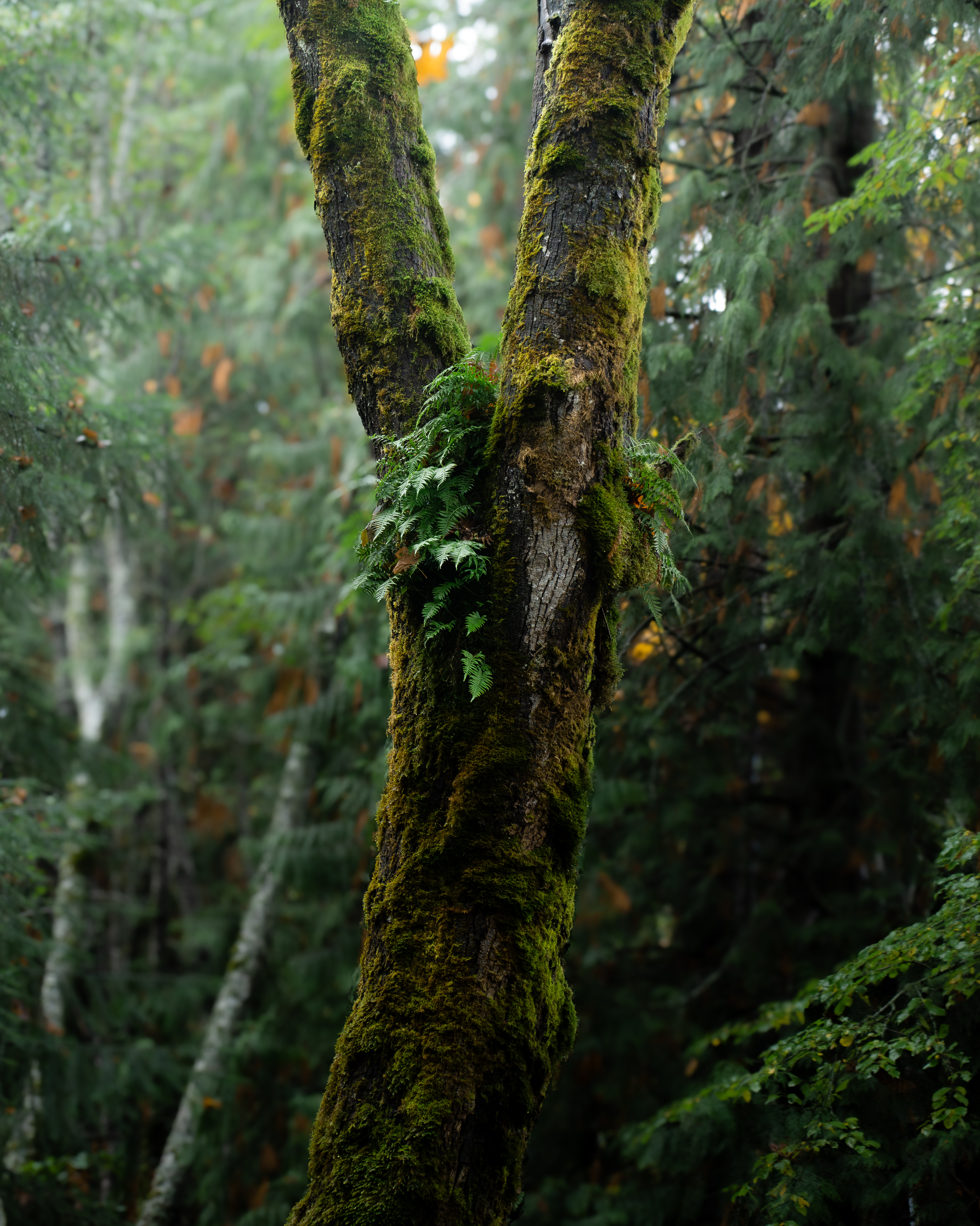Snowy misty tree line